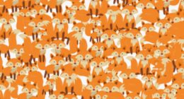 Everyone can see the foxes in this brainteaser but you have 20/20 vision if you spot the sneaky cat in less than 7secs