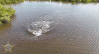 Florida officials rescue two dolphins stranded in shallow lagoon: 'All hands on deck'