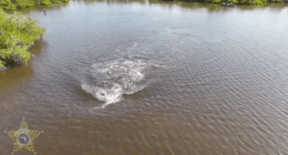 Florida officials rescue two dolphins stranded in shallow lagoon: 'All hands on deck'