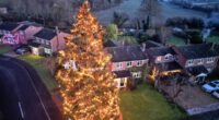 From tiny tree to tourist attraction: OAP couple celebrating the Christmas fir they planted 46 years ago raising £25,000 for charity - and towering over their home at 50ft