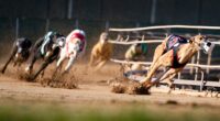 Greyhound racing is increasingly rare worldwide. New Zealand now plans to outlaw the practice