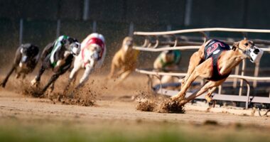 Greyhound racing is increasingly rare worldwide. New Zealand now plans to outlaw the practice