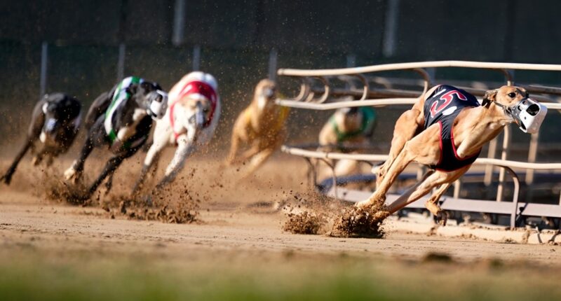 Greyhound racing is increasingly rare worldwide. New Zealand now plans to outlaw the practice