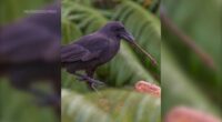 Hawaiian crow that went extinct in the wild decades ago released on Maui