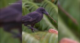 Hawaiian crow that went extinct in the wild decades ago released on Maui