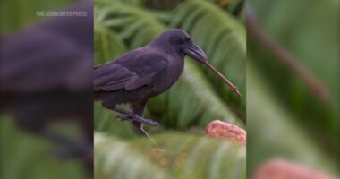 Hawaiian crow that went extinct in the wild decades ago released on Maui