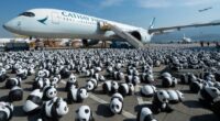 Hong Kong will display 2,500 panda sculptures to capitalize on a local bear craze