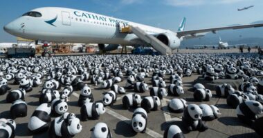 Hong Kong will display 2,500 panda sculptures to capitalize on a local bear craze