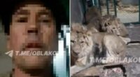 Horror moment zookeeper is mauled to death by lions after climbing into cage for selfie video ‘to impress girlfriend’