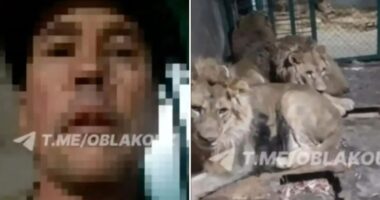 Horror moment zookeeper is mauled to death by lions after climbing into cage for selfie video ‘to impress girlfriend’