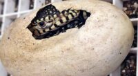 LA Zoo hatches first-ever perentie lizards, one of largest lizard species in the world