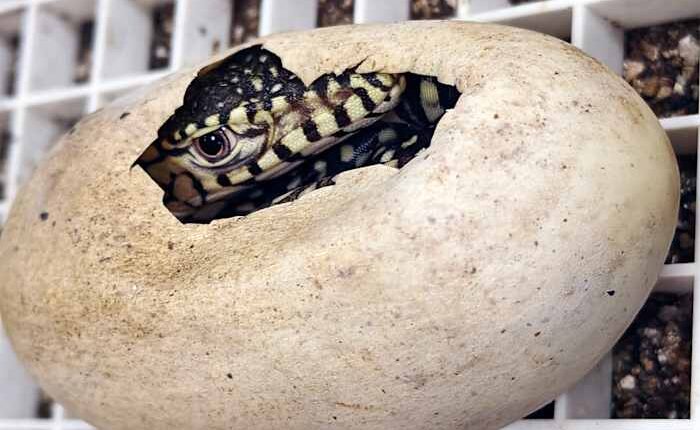 LA Zoo hatches first-ever perentie lizards, one of largest lizard species in the world