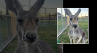 Missing kangaroo Rowdy last spotted on Pyka Road near I-10 in Austin County in Sealy, Texas