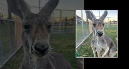 Missing kangaroo Rowdy last spotted on Pyka Road near I-10 in Austin County in Sealy, Texas