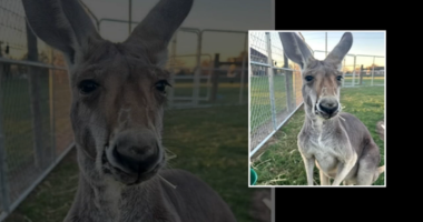 Missing kangaroo Rowdy last spotted on Pyka Road near I-10 in Austin County in Sealy, Texas