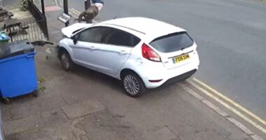 Moment driver ploughs into pedestrian sending him flying through the air – before jumping out of car and fleeing on foot