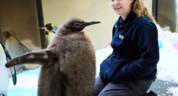 Pesto started growing rapidly, surprising his keepers.