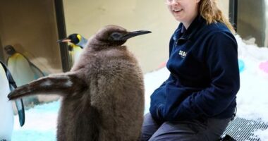 Pesto started growing rapidly, surprising his keepers.