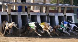 The New Zealand government are set to introduce a ban on greyhound racing that will come into effect in 2026