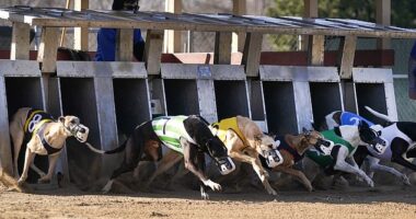 The New Zealand government are set to introduce a ban on greyhound racing that will come into effect in 2026