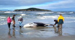 New Zealand scientists suspect specimen of world's rarest whale died from head injuries