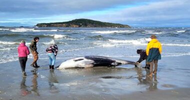 New Zealand scientists suspect specimen of world's rarest whale died from head injuries