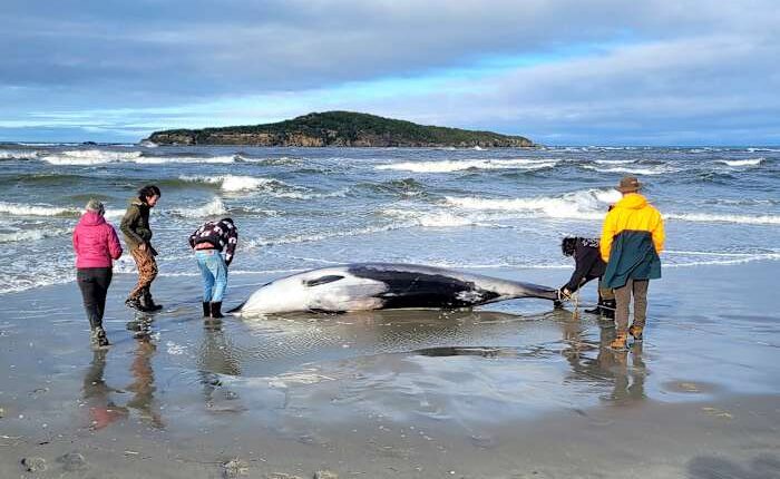 New Zealand scientists suspect specimen of world's rarest whale died from head injuries