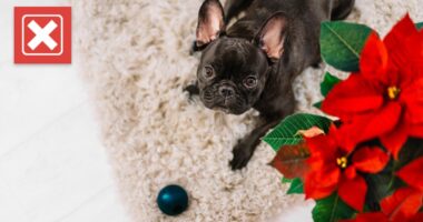 Poinsettias’ danger to pets has long been overblown