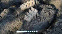 Prehistoric jaw, other bone fragments unearthed in New York backyard