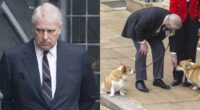 Prince Andrew Is Reportedly So 'Demoralized' By Scandals He Refuses To Walk Late Queen's Corgis