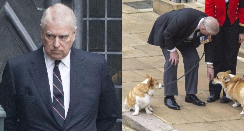 Prince Andrew Is Reportedly So 'Demoralized' By Scandals He Refuses To Walk Late Queen's Corgis