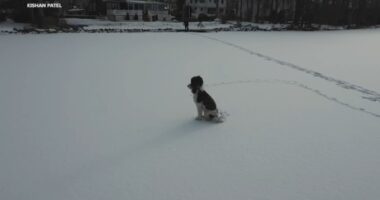 Puppy stuck on frozen Lake Parsippany in New Jersey for hours brought home to safety with help of drone