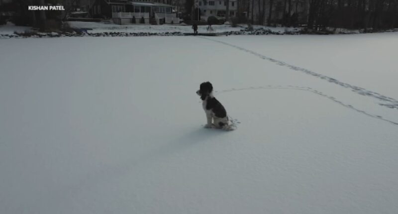 Puppy stuck on frozen Lake Parsippany in New Jersey for hours brought home to safety with help of drone