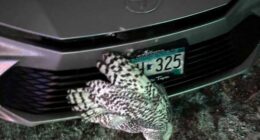 Snowy owl rescued from car grille by Minnesota woman who saved another bird hours earlier