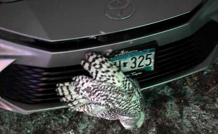 Snowy owl rescued from car grille by Minnesota woman who saved another bird hours earlier