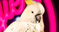 Stunning twist after Georgie the cockatoo faced being cruelly evicted from a Sydney pub after 16 years of bringing joy to Aussies