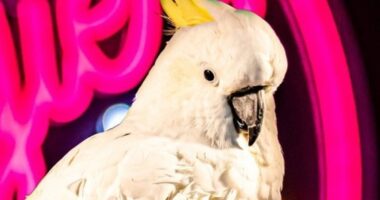 Stunning twist after Georgie the cockatoo faced being cruelly evicted from a Sydney pub after 16 years of bringing joy to Aussies