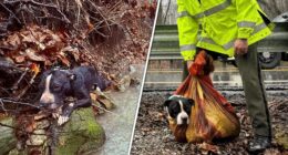 Tennessee dog to be reunited with family after agencies team up to rescue him from ravine: video