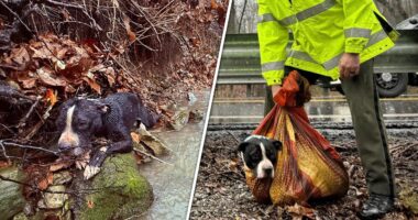 Tennessee dog to be reunited with family after agencies team up to rescue him from ravine: video