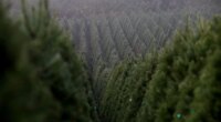 The world’s largest Christmas tree farm in Oregon sells nearly 1 million trees annually