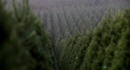 The world’s largest Christmas tree farm in Oregon sells nearly 1 million trees annually