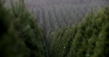 The world’s largest Christmas tree farm in Oregon sells nearly 1 million trees annually