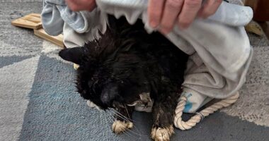 Tiki, 20-year-old blind cat, saved in 'miracle' rescue from ice chunk in Massachusetts lake