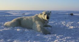 To Protect His Wife, Canada Man Takes on Apex Predator and Lives to Tell the Tale