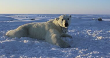 To Protect His Wife, Canada Man Takes on Apex Predator and Lives to Tell the Tale