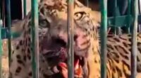 Toddler, 2, mauled to death by man-eating leopard while playing in his garden in India