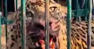 Toddler, 2, mauled to death by man-eating leopard while playing in his garden in India