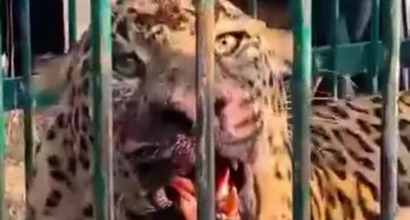 Toddler, 2, mauled to death by man-eating leopard while playing in his garden in India