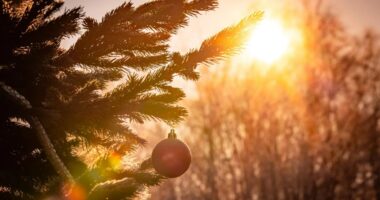 UK weather: Brits to wake up to ‘green Christmas’ with no snow or frost and ‘exceptionally’ warm temperatures