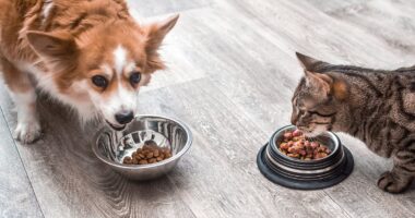 Urgent recall for pet food contaminated with bird flu issued after cat dies